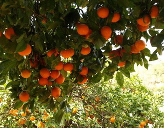 Урожай грузинських мандаринів побило градом